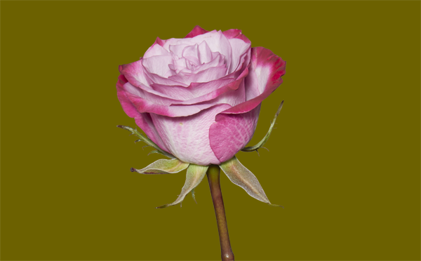 Clipping Path in England